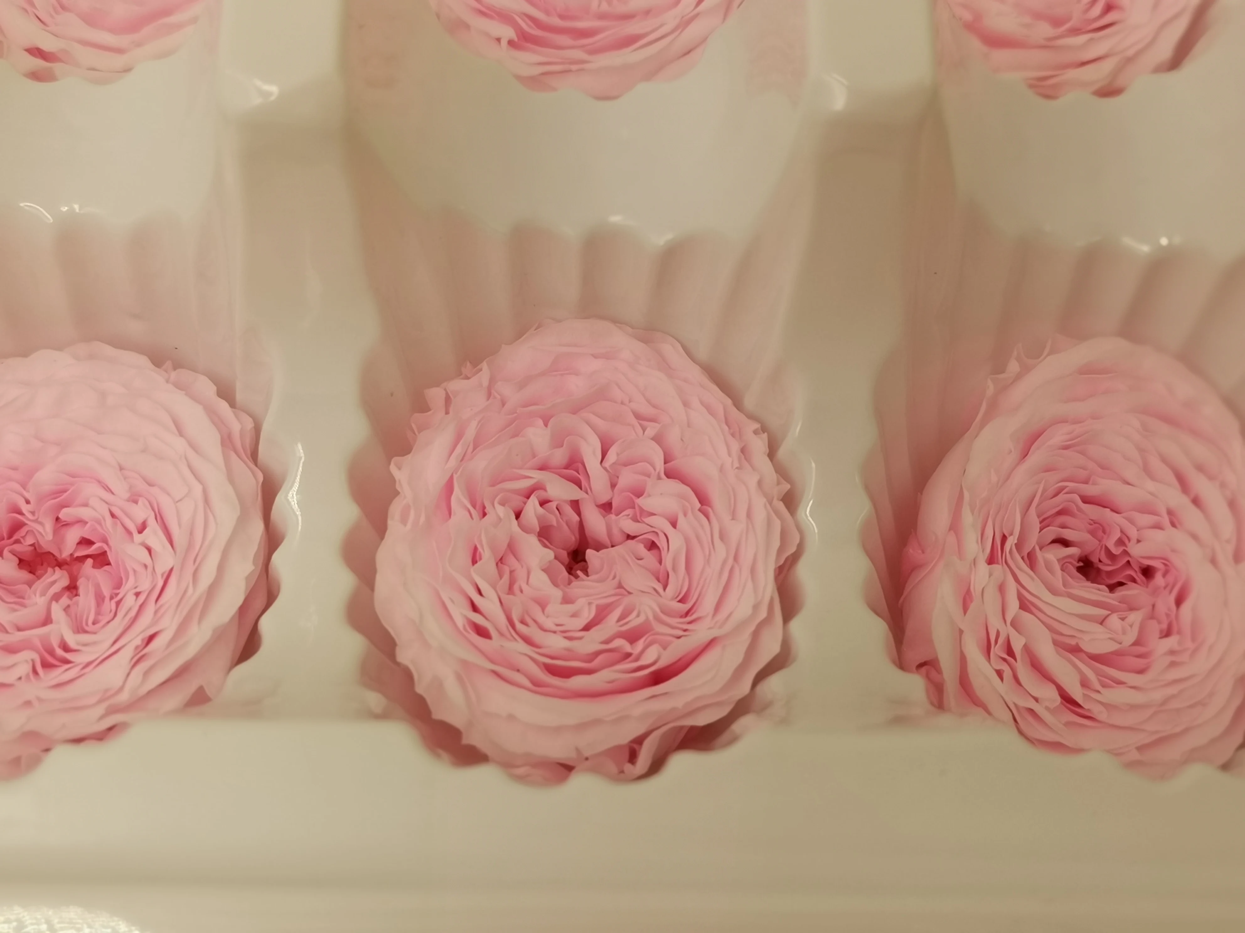 3-4 cm Naravno Ohranjenih Čokolada Austin Rose Cvet Glavo Polje DIY Materiala Okrasni Cvetlični Aranžma 12pcs