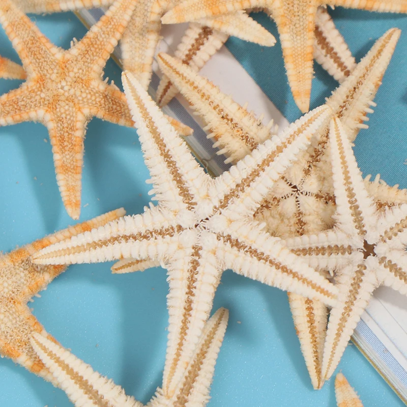 Vroče Naravnih Zvezda Seashell Plaža Obrti Naravne Morske Zvezde DIY Beach Poroka Dekoracija Obrti Doma Dekor Zvezda dekoracijo
