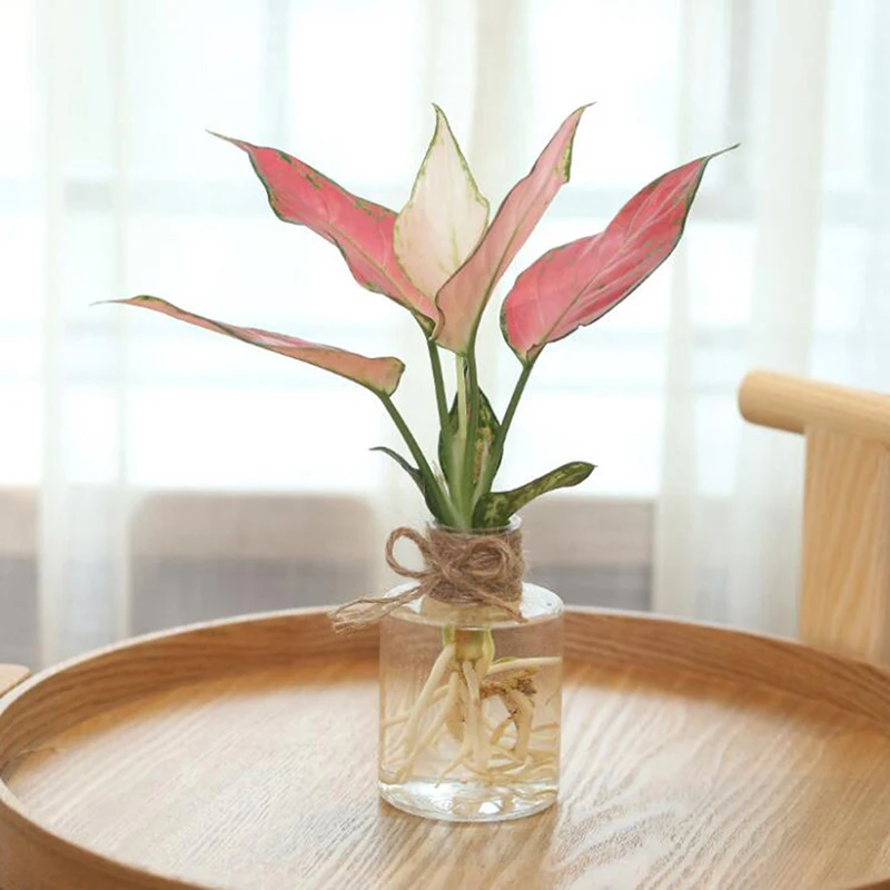 Domači Dnevni Sobi Vrt prozornega Stekla Hyacinth Vaza Pregleden Cvet Rastlin Steklenico Pot DIY Okraski Okraski, Namizno Decors