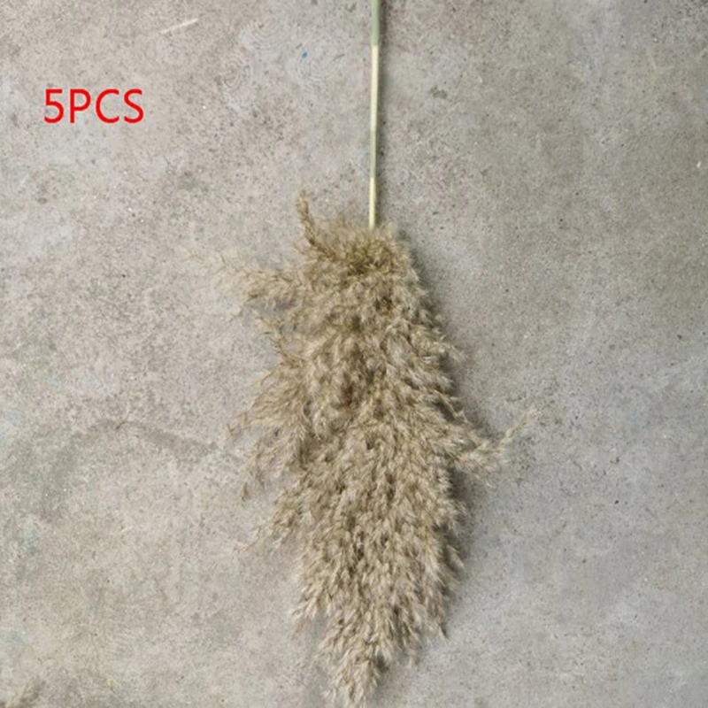 5PCS 80 CM Naravnega Reed Posušen Cvet Big Pampe Travo Poročno Dekoracijo Cvet