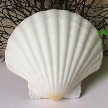 3pcs naravno bela Conch morja lupine bela pokrovača lupini za fish tank dekoracijo ali darilo debelo