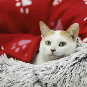 Toplo Super Zgostitev žival pes mačka postelji, odejo pet pozimi kuža oblazinjeno volne kritje posteljo izdelek šapa brisačo blazine design kavč
