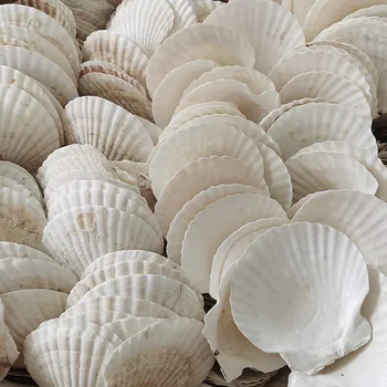 3pcs naravno bela Conch morja lupine bela pokrovača lupini za fish tank dekoracijo ali darilo debelo