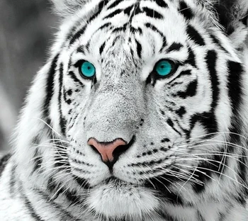 Witte tijger Diamond Slikarstvo